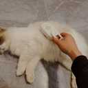 Patented 3-in-1 Cat Spray Brush with Silicone Comb: Shedding, Cleaning & Massage, Pet Steam Grooming Tool, Ideal for indoor Long or Short Haired Cats, Dogs, Rabbits & Pets (Beige)