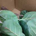 Artificial Fiddle Leaf Fig Tree 6FT with Cotton Basket | Faux Large Trees Fake Plants Tall Tree with 5 Sturdy Trunks, Indoor Artificial Plant Ficus Lifelike for Home Decor Office