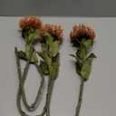 3Pcs Orange Artificial Fall Flowers Spider Mum Flower 28.3'' Long Stem Fake Chrysanthemum Flowers Leucospermum Cordifolium Arrangement Autumn Faux Pincushion Flowers for Office Bouquet Home Decor