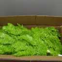 Christmas Decorations - Whimsical Christmas Tree - 6ft Pre-Lit Artificial Tree with Timer Remote Control 150 LED Lights - Xmas Holiday Decor for Indoor Home Living Room Office (Dark Green)