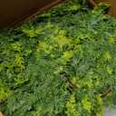 9ft Christmas Cedar Garland with Soft Thickness Pine, Artificial Green Faux Cedar Pine Garland for Mantle Fireplace Indoor Outdoor Holiday Party Home Decoration2 Pcs