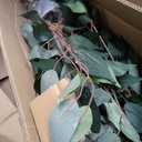 Nearly Natural 4ft Triple Trunk Ficus Silk Tree with Natural Wood Trunks and Dense Foliage, Mid-Size Faux Floor Plant for Home and Office