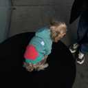 Teacup Dog Hawaiian Shirts, Puppy Clothes Summer T-shirts for Small Dogs and Cats, Printed Chihuahua Clothes Pet Apparel for Dog Boys (Medium)