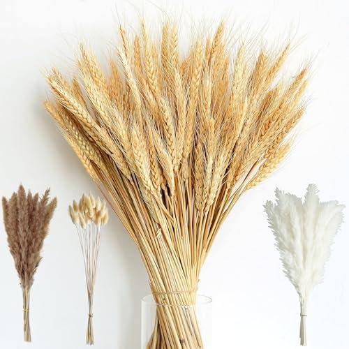 180PCS Dried Wheat Bundle with Pampas Grass & Bunny Tails – Natural Dried Flower Bouquet for Vase, Fall Centerpieces, Wheat Straw & Wheat Grass Decor for Rustic, Boho, Floral & Nature Room Decor
