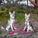 EcoBark Dog Leash - Soft & Reflective Comfort Training Leashes with Padded Handle - Strong Durable Heavy Duty - Training and Pulling for Small, Medium or Large Dogs (Pink)