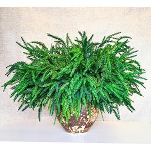 CONNICS 18Pcs Christmas Norfolk Pine Branches, 18 Inch Artificial Christmas Branches DIY Crafts Faux Norfolk Branches for Xmas Indoor Outdoor Home Decor