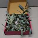 Hairui Lighted Artificial Olive Garland 6FT 96 LED Fairy Lights Battery Operated, Faux Vine Lights with Timer for Spring Christmas Holiday Fireplace Décor