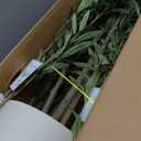 LOMANTO Artificial Olive Trees, 6 ft Tall Fake Olive Trees for Indoor, Faux Olive Silk Tree, Large Olive Plants with White Planter for Home Decor and Housewarming Gift, 1 Pack