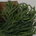 Jutom Christmas Norfolk Pine Branches, Artificial Norfolk Branch Faux Plants Greenery Stem Pine Picks for Christmas Vase DIY Crafts Centerpiece Garland Wreath Home Decor (12 Pcs,18 Inches)