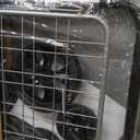 dbest Products Cruiser Cart Deluxe 2 - Foldable Shopping Cart with Wheels for Groceries - Heavy Duty Utility Cart with Brake System - Collapsible Laundry Cart - USA Designed - Holds 100 lbs - Silver