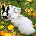 Pack of 2 Realistic Furry White Panda Rabbits Figurines Simulation Farm Animal Models Home Decoration Lifelike Easter Bunnies Statue Photography Props Spring (White+Black&White)