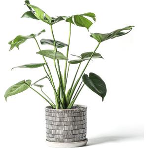 8 Inch Plant Pot: Ceramic Planter with Drainage Hole & Saucer - Cylinder Flowerpot for Indoor & Outdoor Plants - with Separate Tray for Home & Office - Striped Design