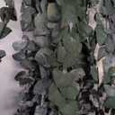 22 Pcs Large Dried Eucalyptus & Silver Dollar Leaves Bundle - Natural Real Fresh Eucalyptus, 17" Preserved Eucalyptus Stems for Shower Hanging, Bathroom Decor, Garland, Greenery Plant (22)