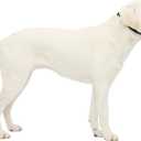 PetSafe Gentle Leader Headcollar No-Pull Dog Collar - Helps Improve Walks - Durable Nylon Construction - Padded Nose Loop - Adjustable Fit - Comfort Walking Halter - Large, Charcoal