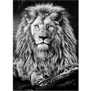 MyPuzzle Black and White Image of Majestic Lion - Premium 500 Piece Jigsaw Puzzle for Adults