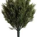 Windowbox 24 inch Artificial Cypress Bush