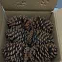 12 PineCones 3 to 4.5 Tall Bulk Package in a Protective Box All Natural,Bug Free,Large Pine Cone Ornaments Natural Pinecones Decoration for Crafts DIY Wreath Home Wedding Christmas Tree Decoration