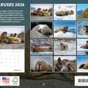 Walrus Calendar 2026 Monthly Wall Calender 12 Month | American Made In The USA