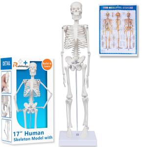 Human Skeleton Model for Anatomy: 17"H Mini Human Body Model with Movable Arms, Legs & Sturdy Stand, Scientific Bone Model for Teaching & Simpl Display