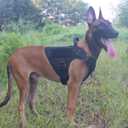 ICEFANG Tactical Dog Harness with 4X Metal Buckle,Working Dog MOLLE K9 Vest with Handle,No Pulling Front Clip,Adjustable Pet Harness for Large Dogs (L (28"-35" Chest), Black)