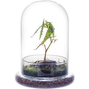 NCYP Glass Cloche Dome with Air Hole and Base, 5.9 x 5.9 x 8.2 Inches, Clear Terrarium Planter for Venus Flytrap, Small Plants, Home Indoor Tabletop Decoration (No Plants)