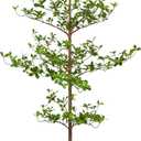 Artificial Black Olive Tree, 7FT Tall Faux Shady Lady Tree with Potted, Fake Olive Tree for Home Decor Indoor