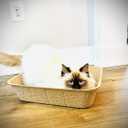 Midlee Disposable Cat Litter Boxes Pack of 5- Travel Portable Pet Tray Liner Pan