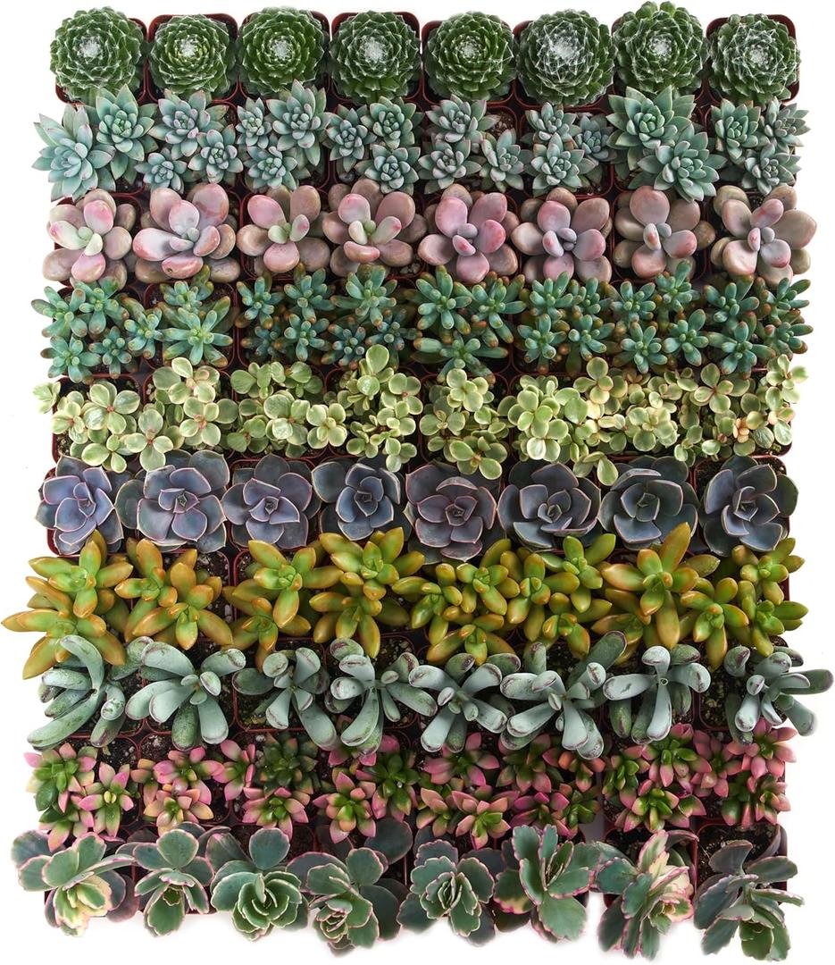Shop Succulents Assorted Succulent Plant Pack Collection - Live Mini Succulent Plants, Low Maintenance, Mixture of Colors & Textures - Wedding and Party Favors, Gift & Garden, Pack of 32