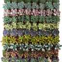 Shop Succulents Assorted Succulent Plant Pack Collection - Live Mini Succulent Plants, Low Maintenance, Mixture of Colors & Textures - Wedding and Party Favors, Gift & Garden, Pack of 32