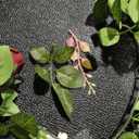 5FT Artificial Rose Flower Burgundy Fake Floral Garland for Wedding Ceremony Backdrop Arch Flowers Table Centerpieces Decorations