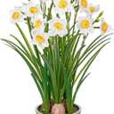 Artificial Flowers in Pot 16" Fuax Daffodil Potted Flowers Plant Decor Room Farmhouse Fake White Flower Plants Centerpieces Desktop Spring Summer Flowers Home Decor Indoor for Living Room Kitchen