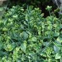 28 Inch Large Boxwoods Wreaths for Front Door Artificial Green Leaves Greenery Indoor Outdoor Wreath Home Decor Porch Window Wall Farmhouse Door Decorations Spring Summer Fall All Seasons