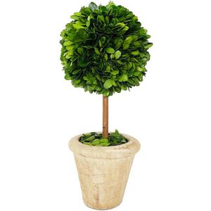 Natural Preserved Boxwood Topiary in Pot 9 inch Stunning Greenery and Plant Decor Great for Home Office bar Shop decoartion Christmas Topiary Decor GIFS for Family, New House(9 inch Tall/4 inch Wide)