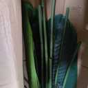 YEPDIN Artificial Bird of Paradise Plant 6 Ft Tall Fake Banana Leaf Plant for Indoors and Outdoors,Faux Palm Tree with Plastic Pot for Office and Home Decor,L180
