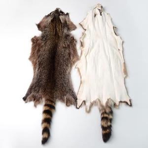 1pcs Natural Tanned American Raccoon Fur Hide Whole Skin Pelts with High Grade Professionally Taxidermy Crafts Sewing Leather for Coats, Hats, Clothing About L (25.6-27.6) x W (7.9-15.7) inch, Brown