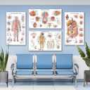 17 Human Anatomy Posters - Medical Posters, Circulatory, Skeletal, Male Reproductive, Female Reproductive, Muscular, Lymphatic, Nervous, Digestive, Endocrine, Respiratory, Urinary Systems, Anatomy of the Spine, Brain, Ear, Nose & Throat, Heart, Eye, Teeth, Models, Science Biology Health Poster for Classroom, Office, 18x30