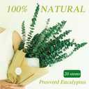 20 Pcs Preserved Dried Eucalyptus Stems, 17" Natural Fresh Eucalyptus Branches for Shower, Real Plant for Vase Filler, Dried Flowers Arrangement, Floral Home Decor