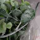 DearHouse Faux Eucalyptus Garland Plant, 2 Pack Artificial Vines Hanging Eucalyptus Leaves Greenery Garland for Wedding Backdrop Arch Wall Decor, 6 Feet/pcs UV Protected Indoor Outdoor