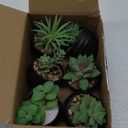 Der Rose Set of 6 Succulents Plants Artificial in Pots Small Fake Plants for Halloween Decorations Bedroom Living Room Office Shelf Black Bathroom Decor