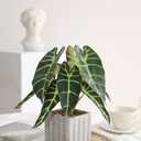 Muhanjia Artificial Potted Plant, Lifelike Faux Greenery in Decorative Cement-Look Square Pot for Indoor Home Decor Centerpieces (Alocasia)