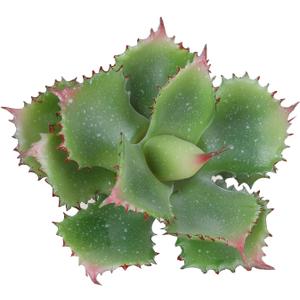 Duovlo Artificial Succulent Plant 7.08 Inch Faux Succulents Agave Potatorum Flower Arrangement Craft Wall DIY Materials Pack of 2 (Green)