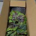 14.5" Artificial Plants Indoor Home Decor, Fake Potted Silk Plants for Shelves Living Room Decorative, Small Artificial Office Desk Plants in Pots, Faux Grape Leaf Vine Hope Tropical House Plant (# Rusted Green)