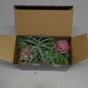 Der Rose 2 Pack Fake Plants Succulents Plants Artificial Cactus Plants in Wood Pots with Pink Flowers for Farmhouse Bathroom Decor