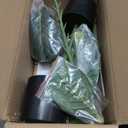 2 Pack Faux Fiddle Leaf Fig Tree - 40" Fake Tree with Black Planter & Artificial Turf, Floor Plants for Home or Office Decor, Artificial Plants Indoor Housewarming Gift