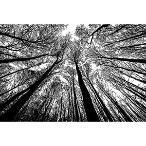 Bgraamiens Puzzle-Forest in Black and White-1000 Pieces Creative Black and White Nature Scenery Hard Puzzle Blue Board Jigsaw Puzzle