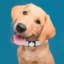 Bling Dog Collar for Small Medium Large Dogs, Crown Rhinestone Dog Collars for Girl and boy Dog, Diamond Puppy Collars, Adjustable Leather Suede SOFE Cat Collar (M(13"-15.4"/33CM-39CM), Black)