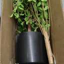Black Olive Tree Artificial 7 Feet Tall, Artificial Shady Lady Tree, Faux Decorative Tree