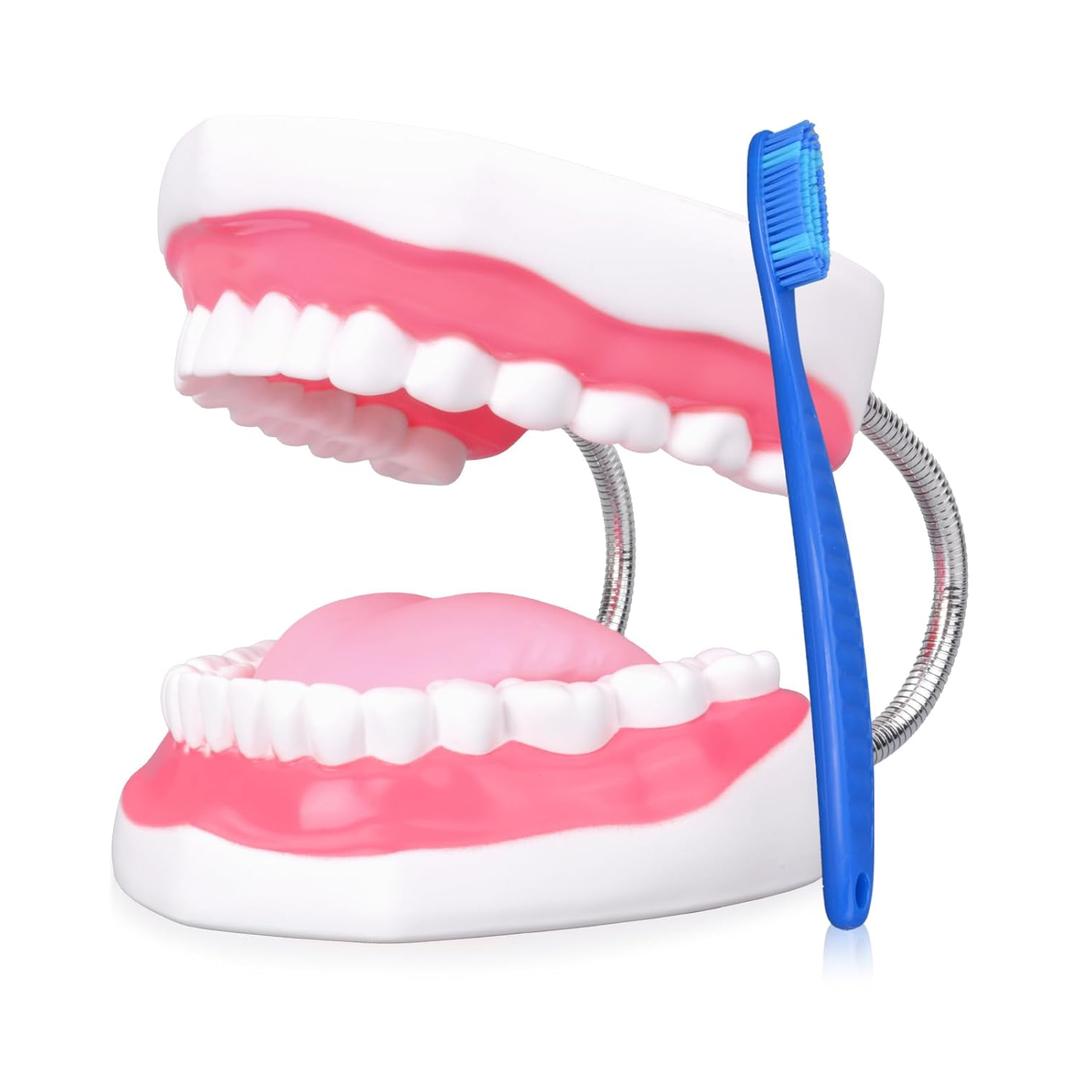Ultrassist Ultrassist Mouth Model Metal Hinge for Speech Therapy, Ideal Brushing Teaching Dental Teeth Model for Kids and Children, 6 Times Enlarge, Includes Toothbrush