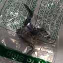 Dorman 77101 Tailgate Lock Compatible with Select Chevrolet / GMC / Oldsmobile Models