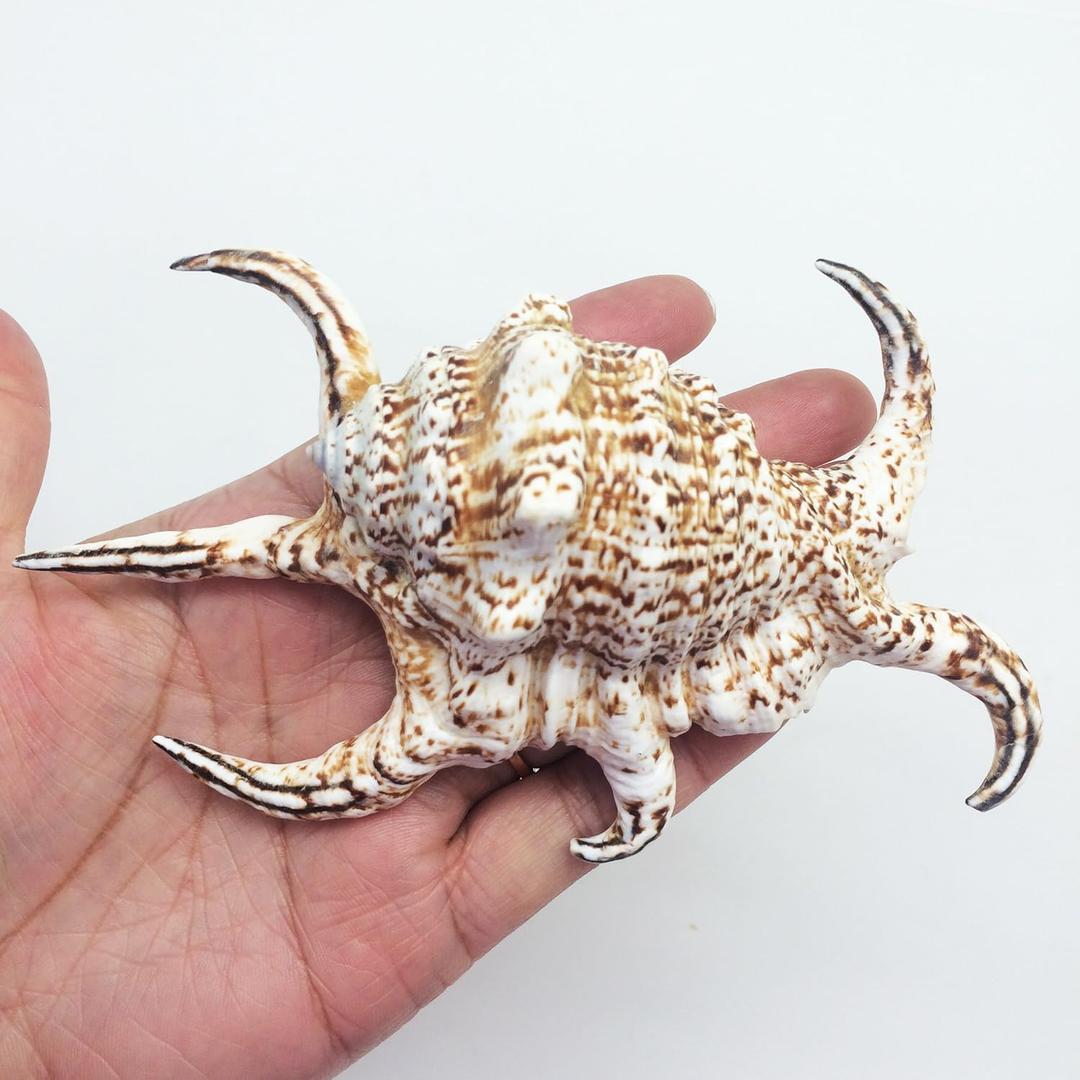 PEPPERLONELY 2PC Rugosa Arthritic Spider Conch Sea Shells, 3 Inch ~ 5 Inch